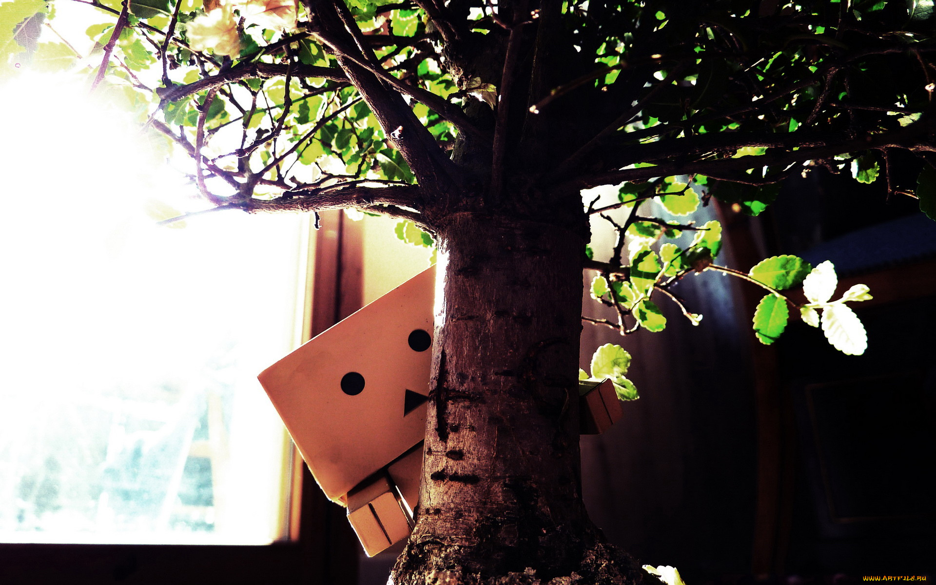 , , danboard